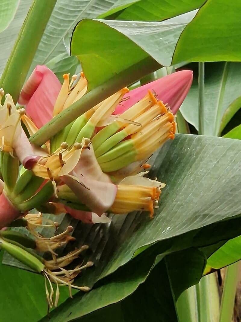 Musa velutina