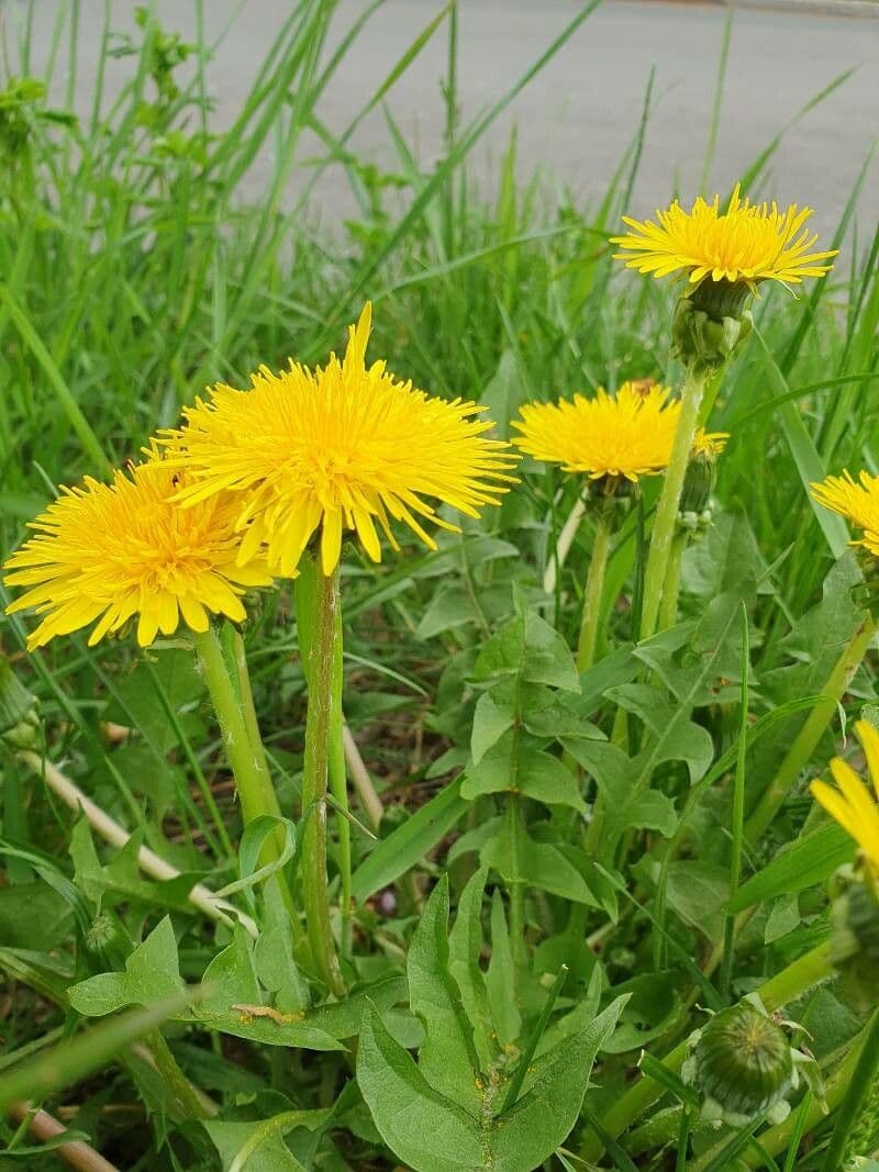 Taraxacum mattmarkense