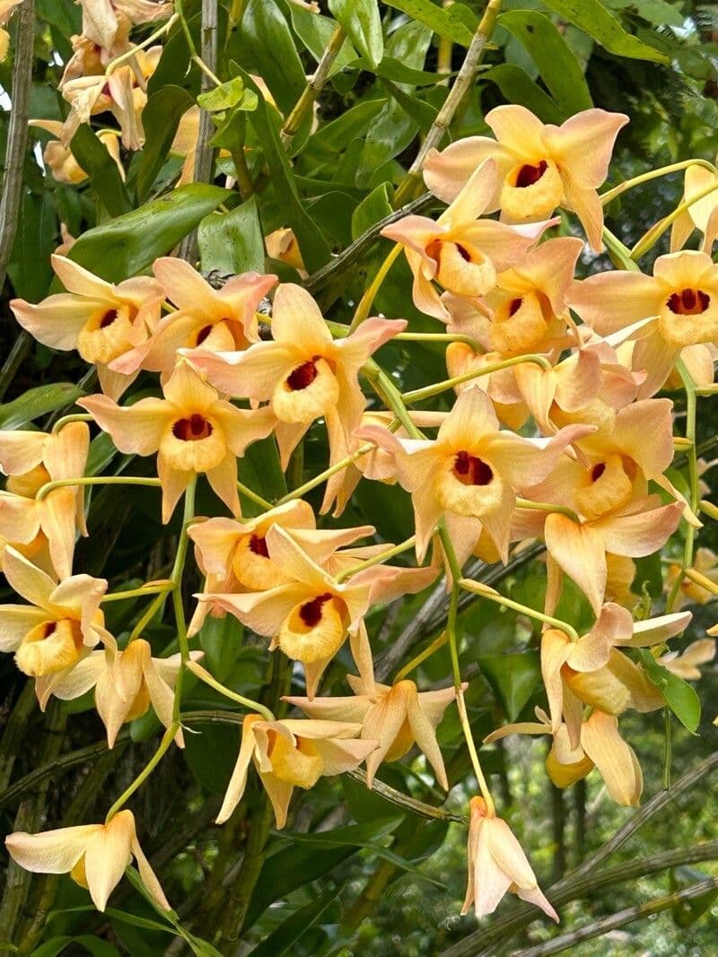 Dendrobium moschatum