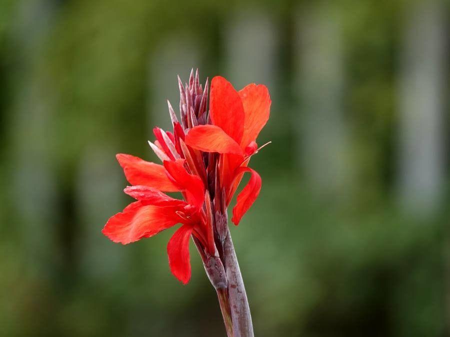 Canna indica