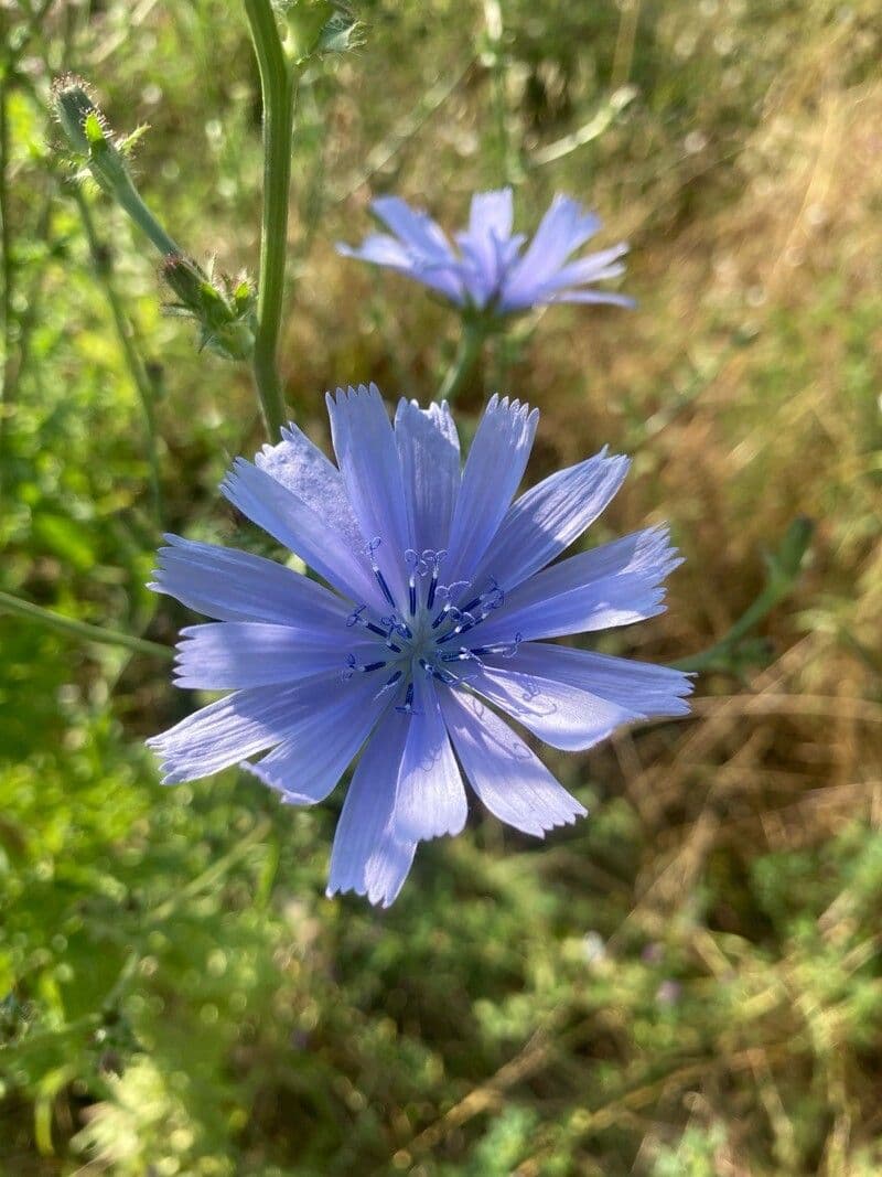 Cichorium endivia