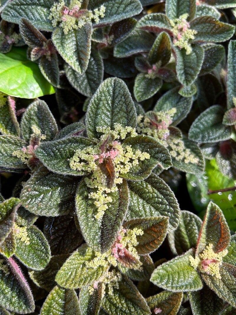 Pilea involucrata