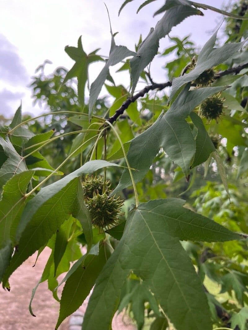 Liquidambar orientalis