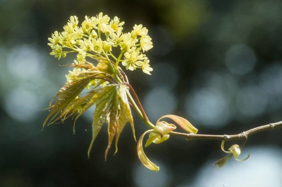 Acer cappadocicum