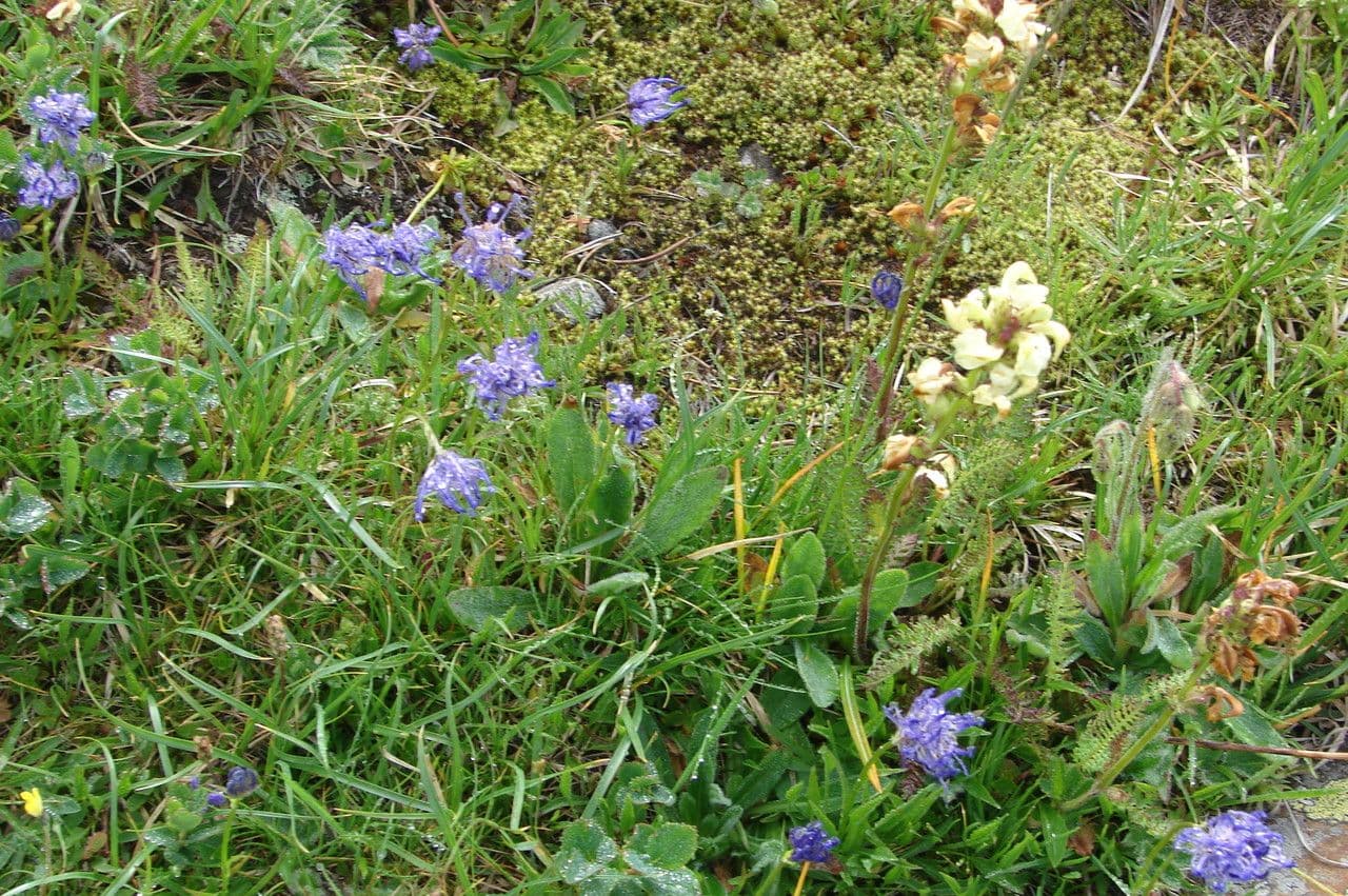 Phyteuma globulariifolium