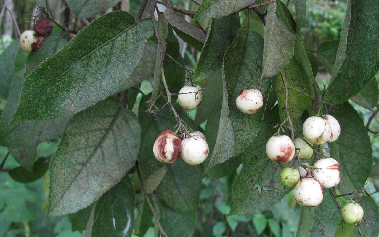 Ehretia latifolia