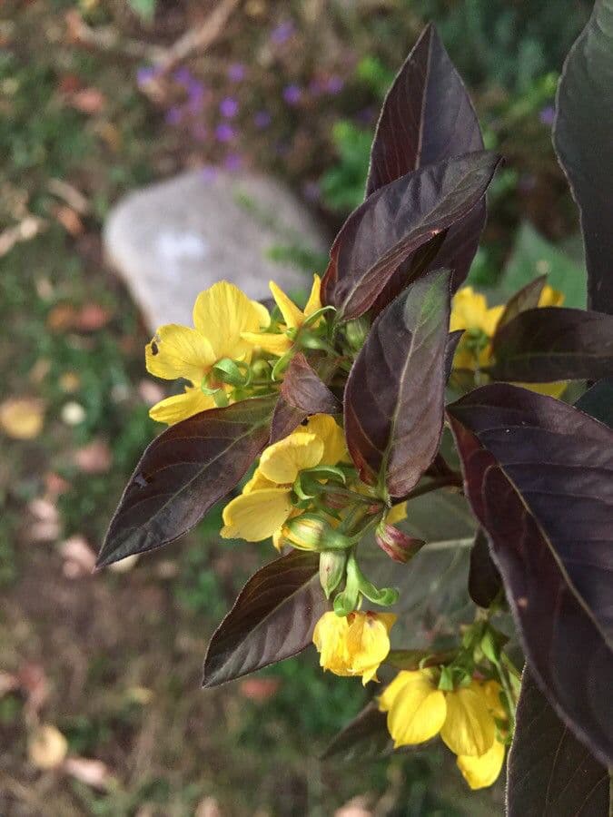 Lysimachia ciliata