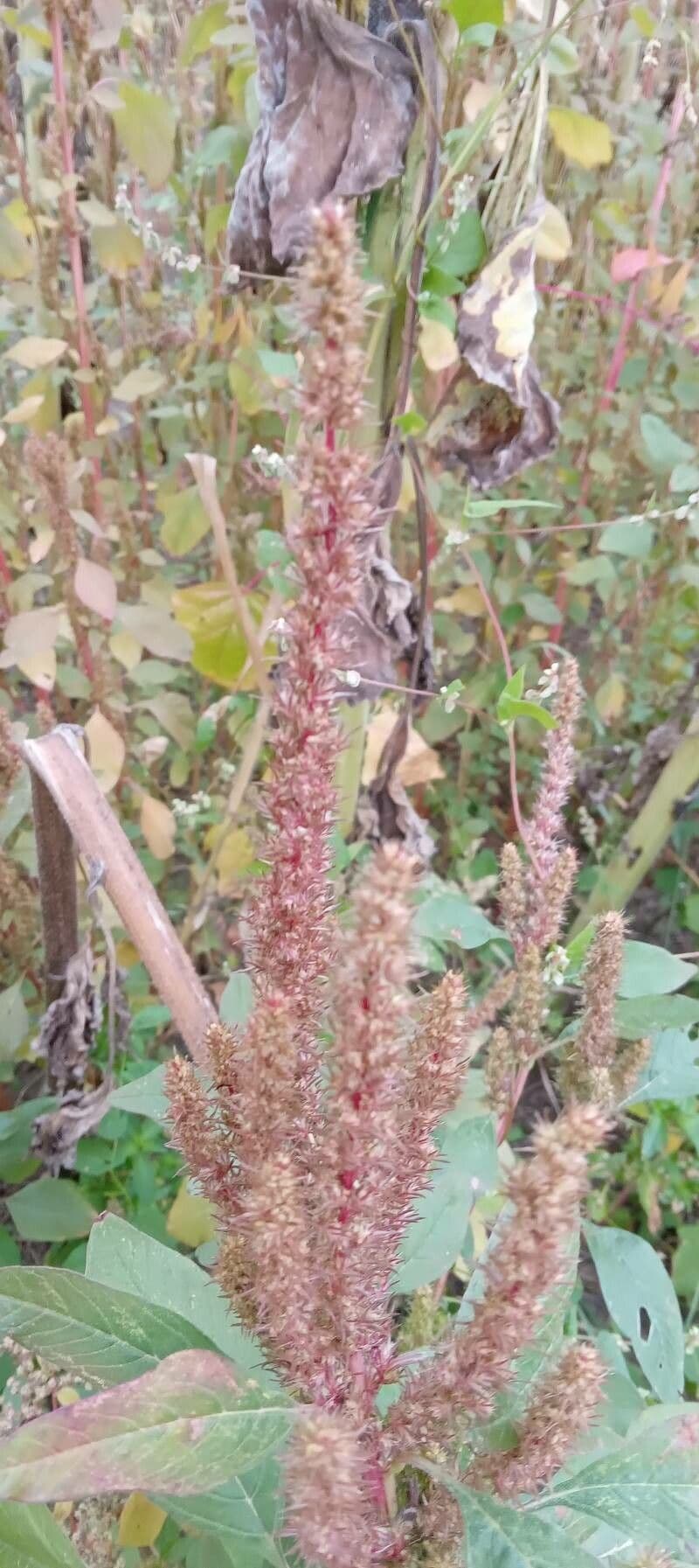 Amaranthus hybridus