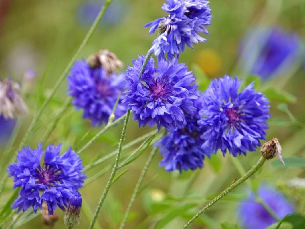 Centaurea cyanus