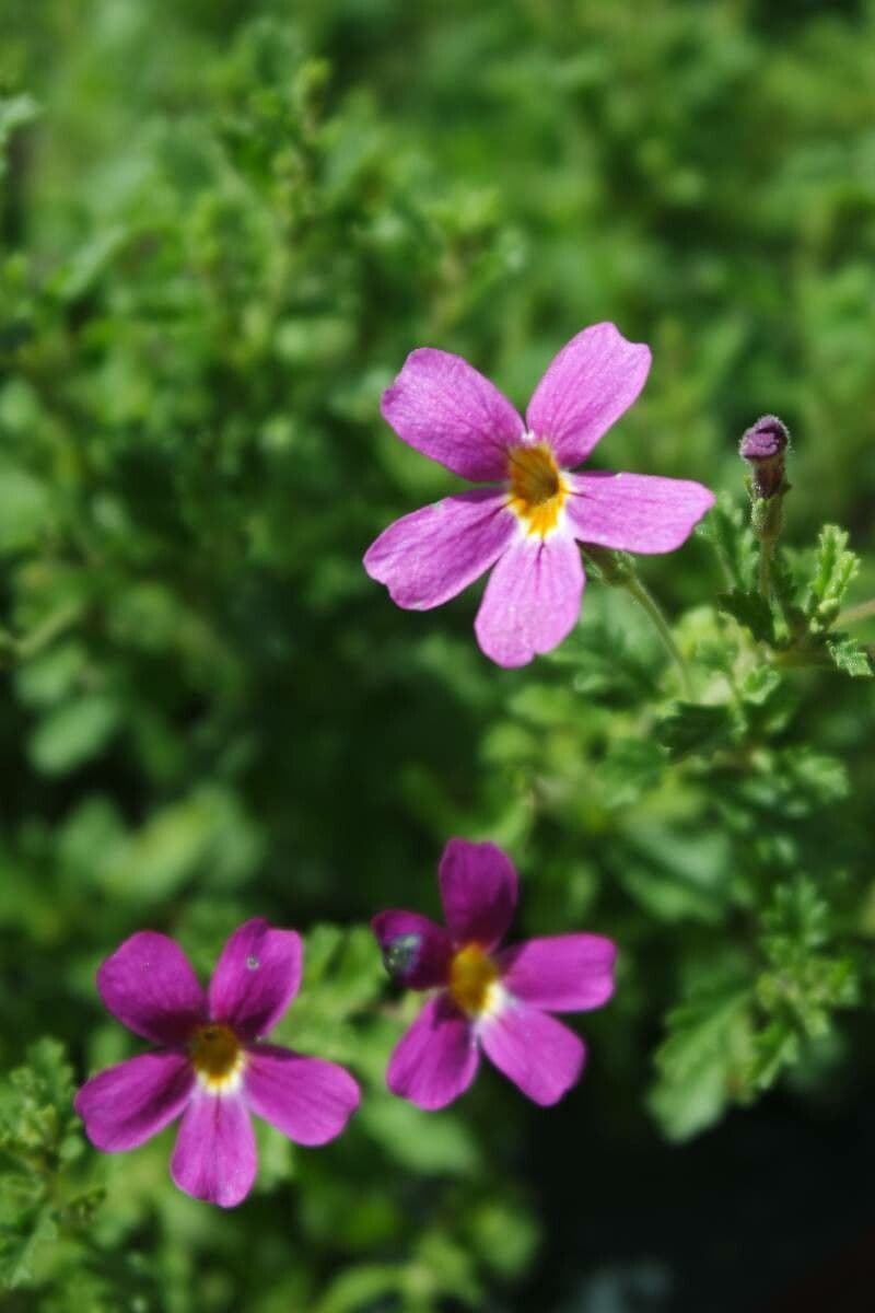 Primula suffrutescens