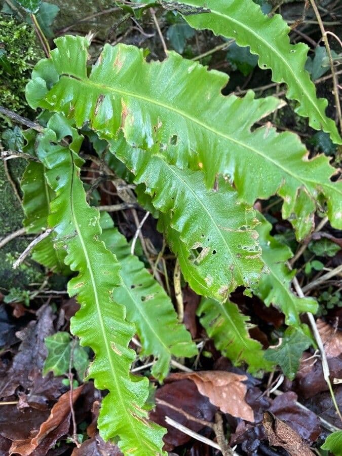 Asplenium scolopendrium