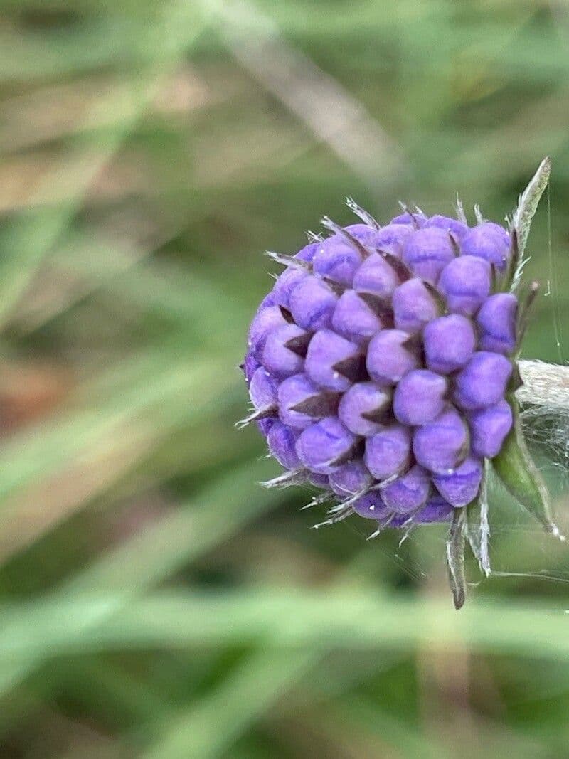 Succisa pratensis