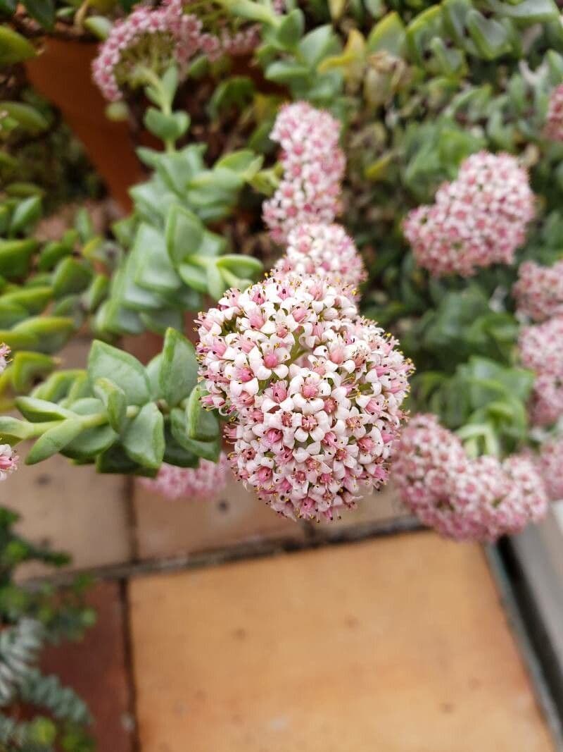 Crassula rupestris