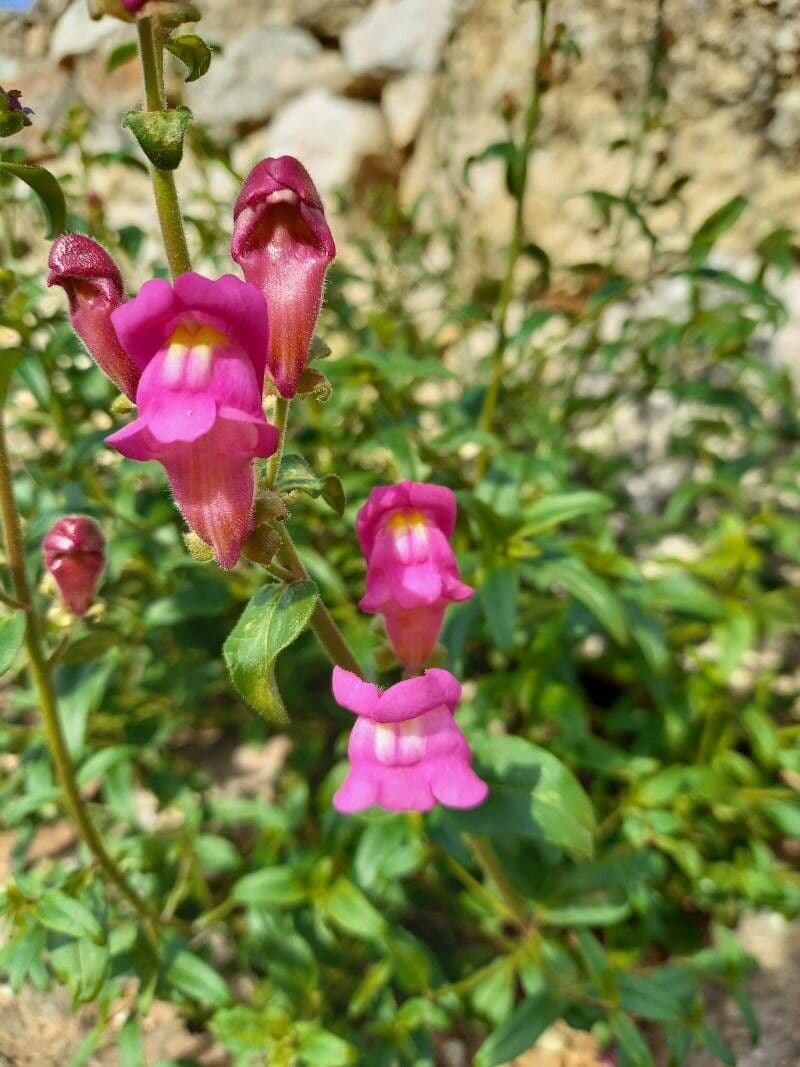 Antirrhinum majus