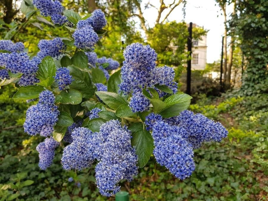 Ceanothus arboreus