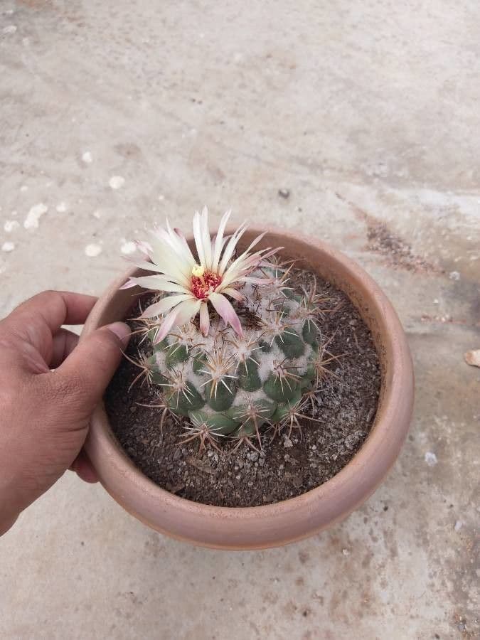 Coryphantha ramillosa