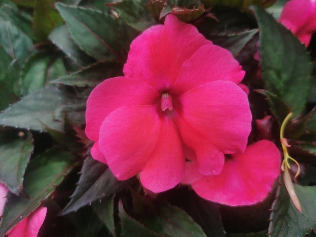 Impatiens hawkeri
