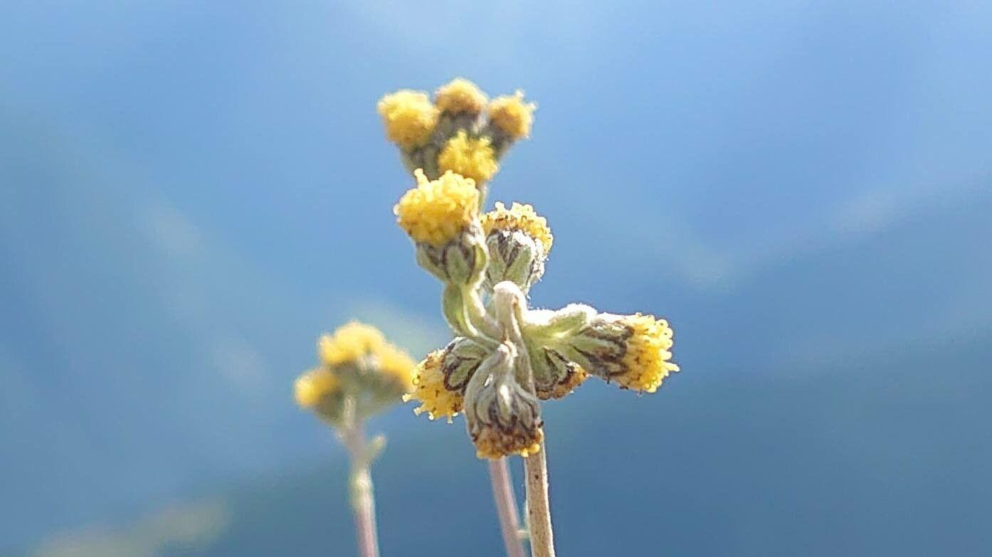 Artemisia glacialis