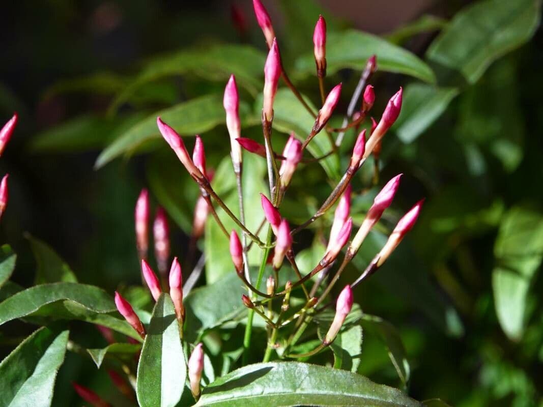 Jasminum polyanthum