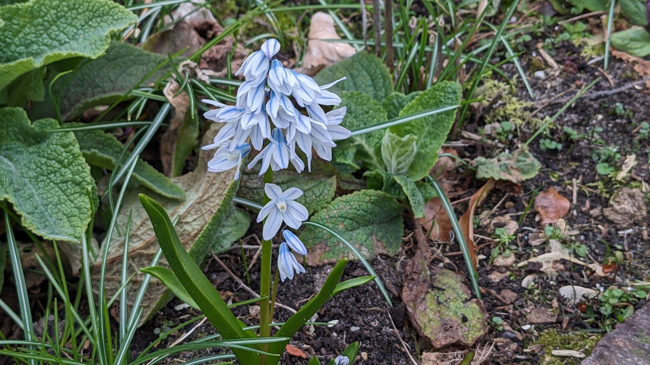 Puschkinia scilloides