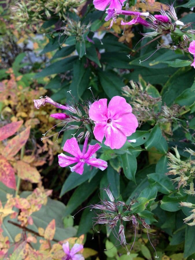 Phlox paniculata