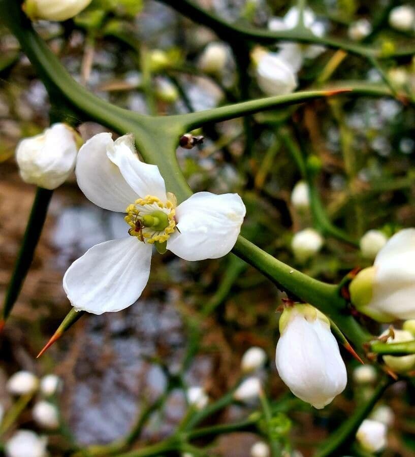 Citrus trifoliata