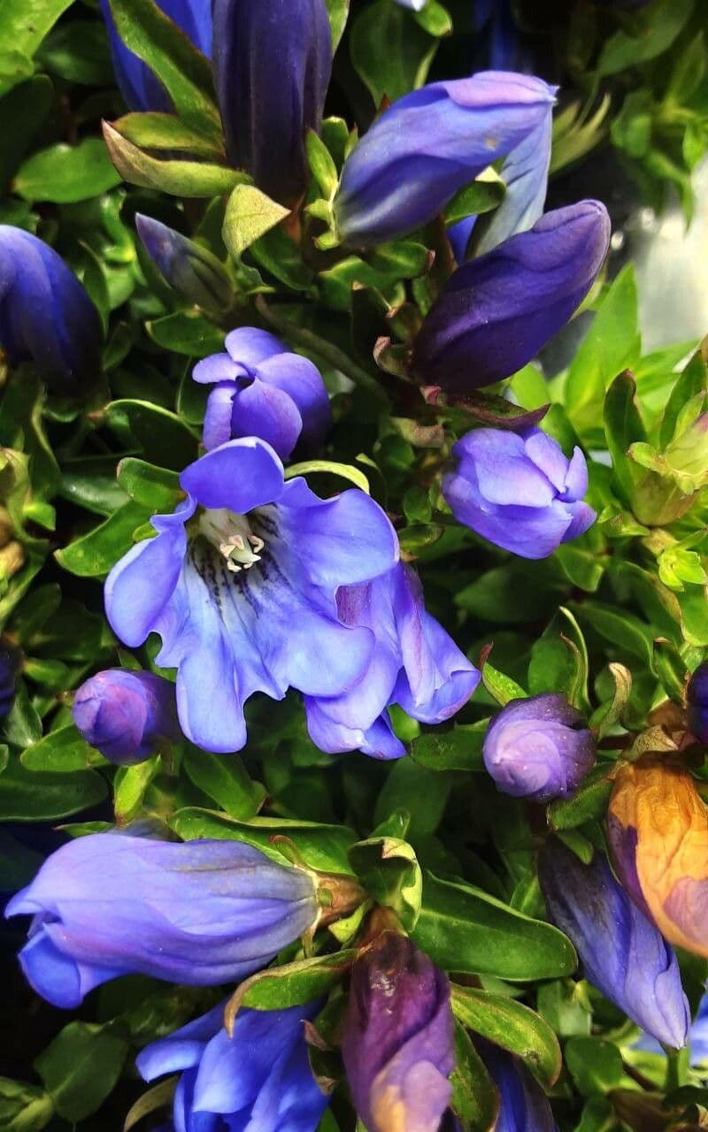 Gentiana calycosa