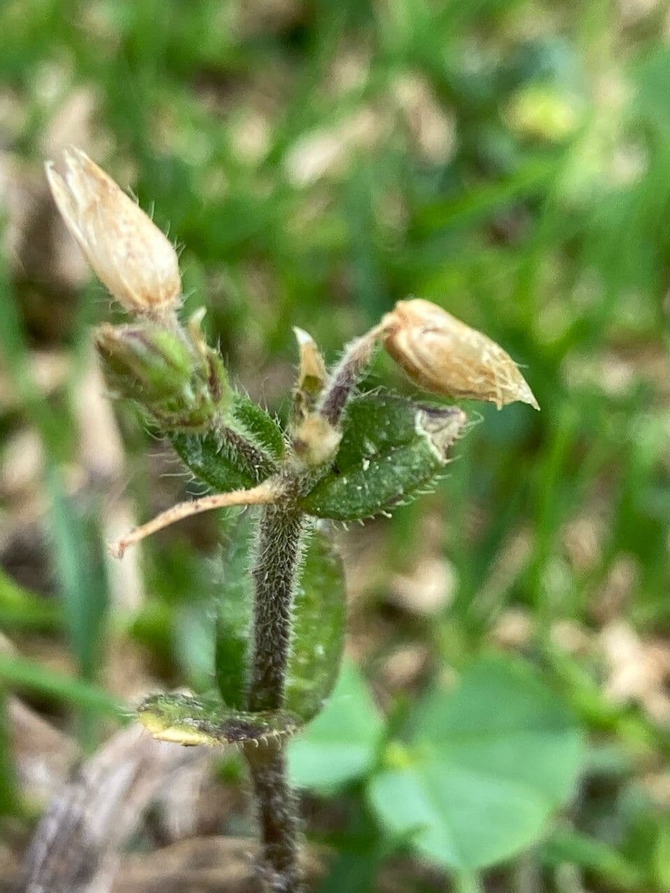 Arenaria ciliata