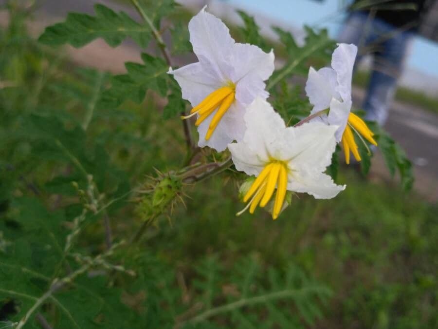 Solanum sisymbriifolium