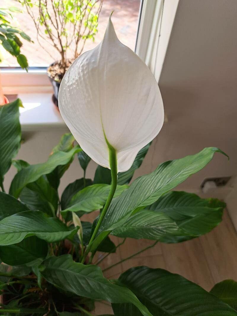 Spathiphyllum cannifolium