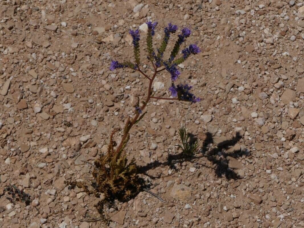 Phacelia crenulata