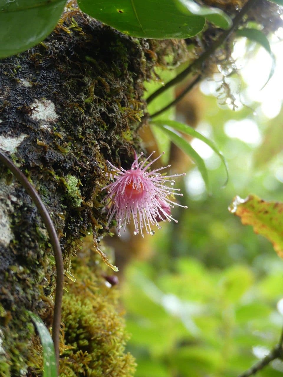 Syzygium cymosum