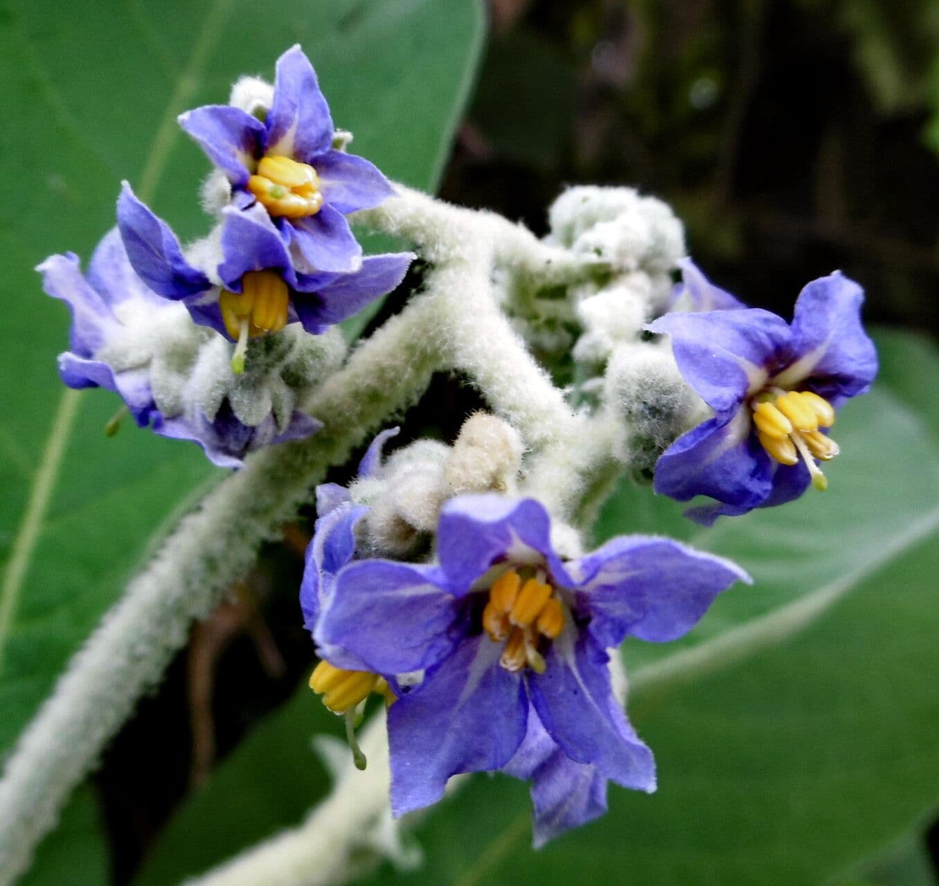 Solanum mauritianum