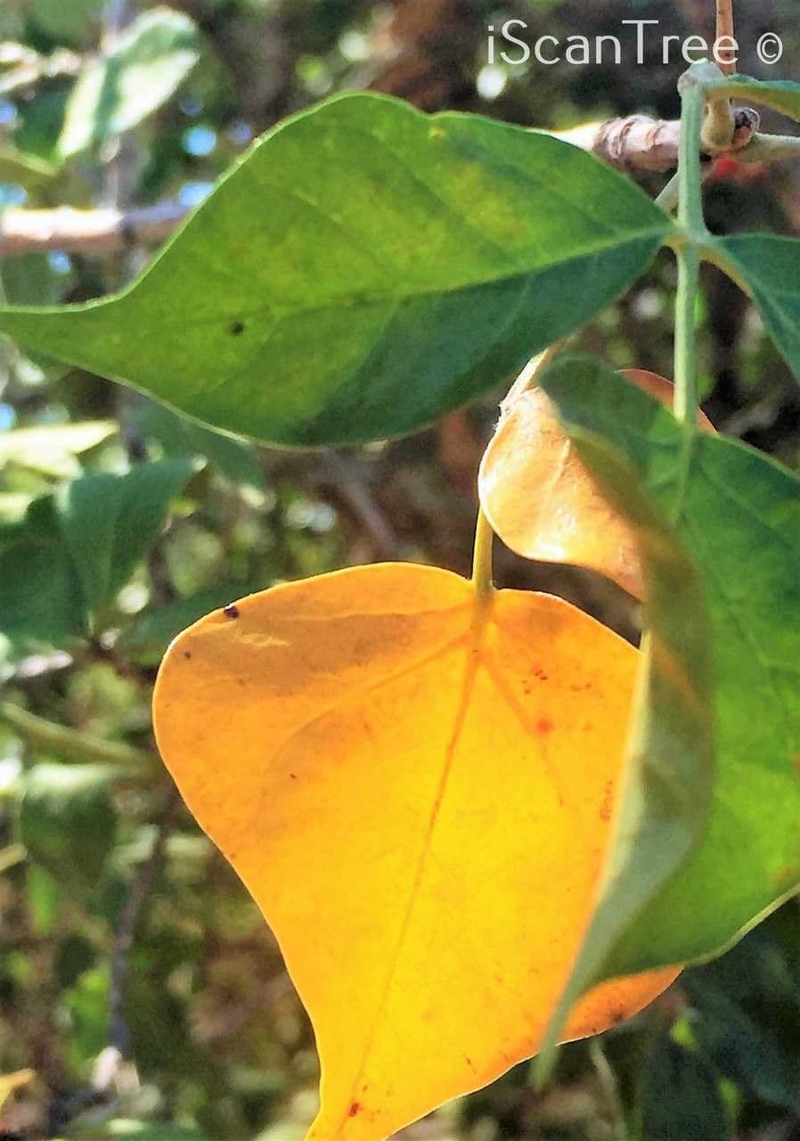 Lannea schweinfurthii