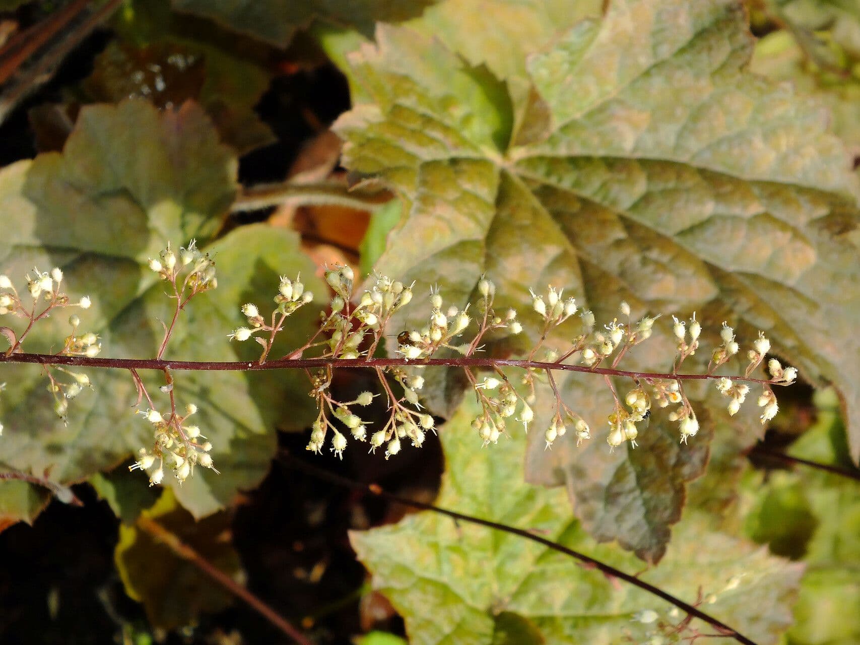 Heuchera villosa