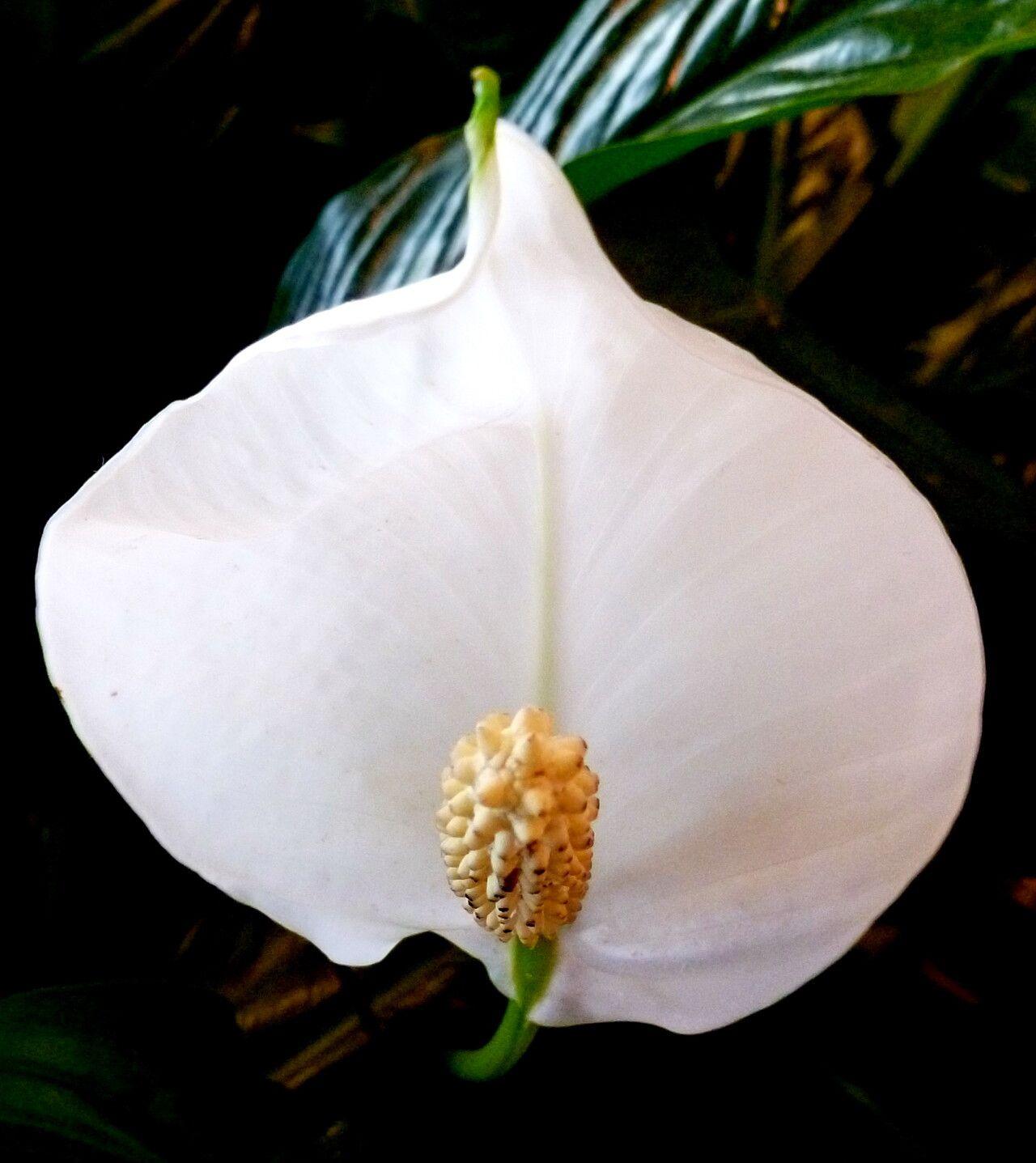 Spathiphyllum wallisii