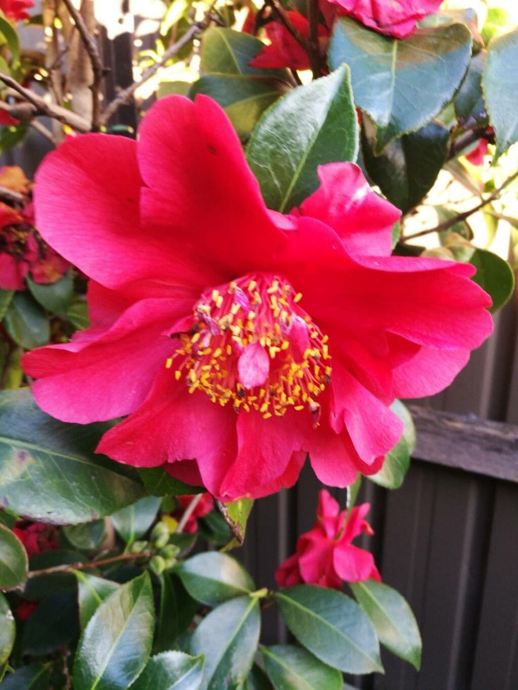 Camellia sasanqua