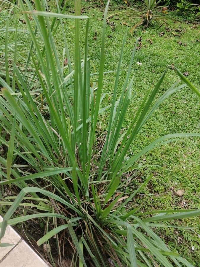 Cymbopogon citratus