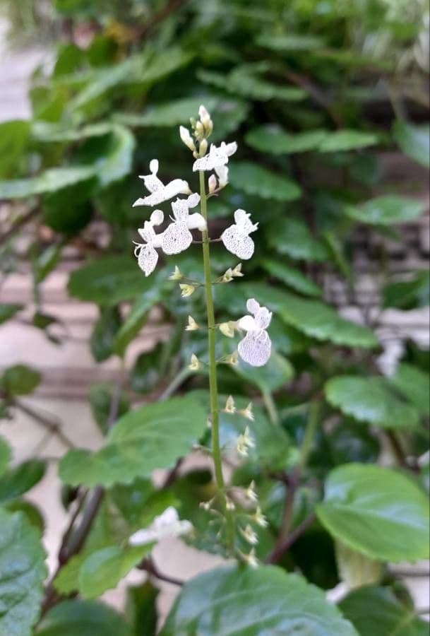 Plectranthus verticillatus