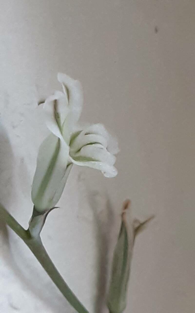 Haworthia truncata