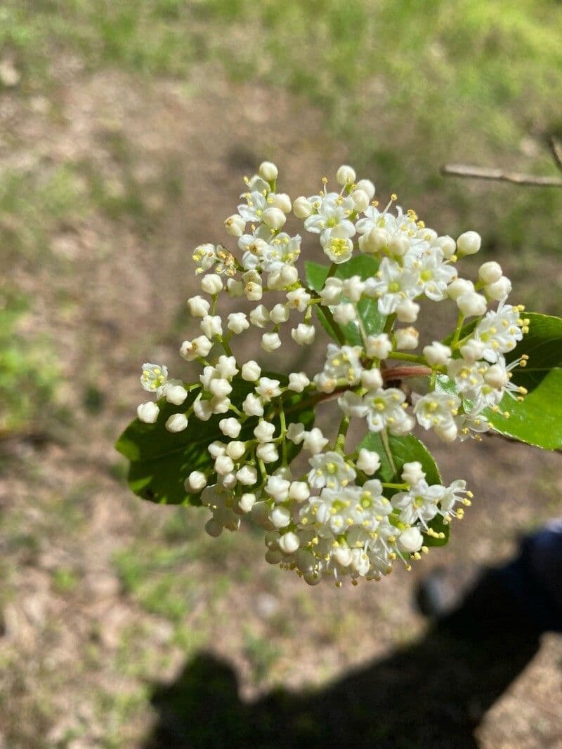 Viburnum rufidulum