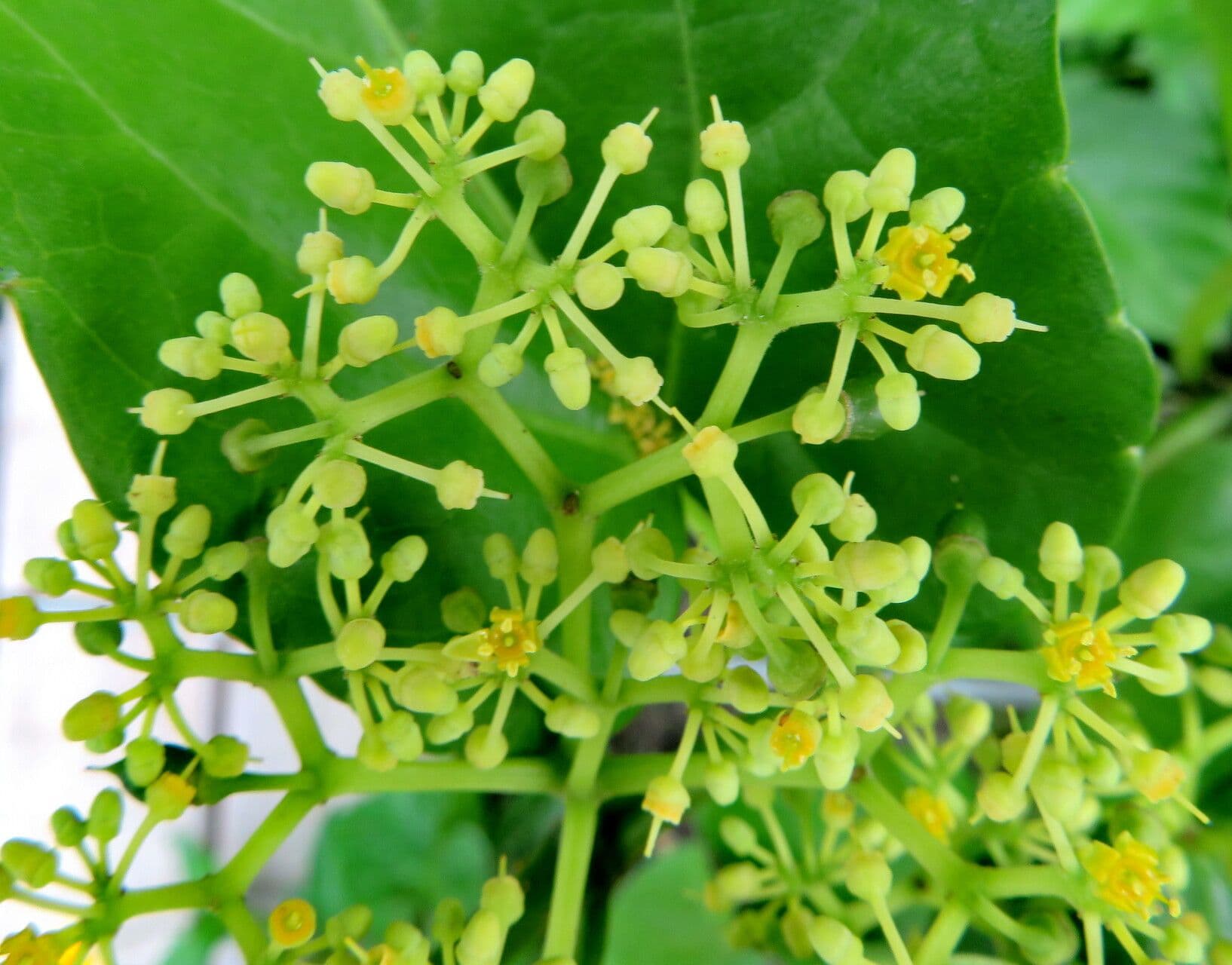 Cissus verticillata