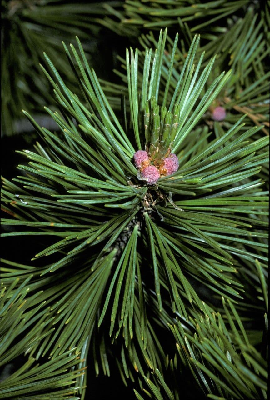 Pinus albicaulis
