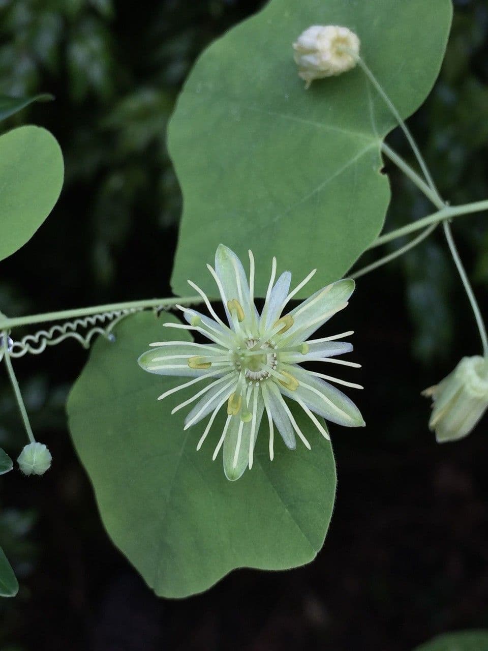 Passiflora lutea