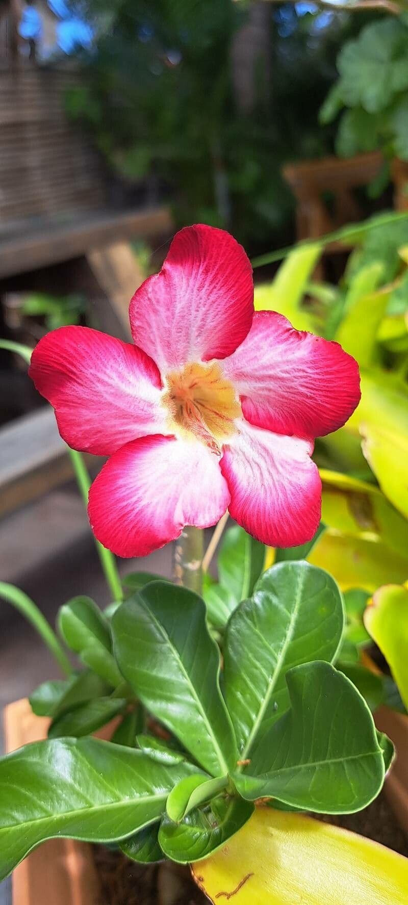 Adenium multiflorum