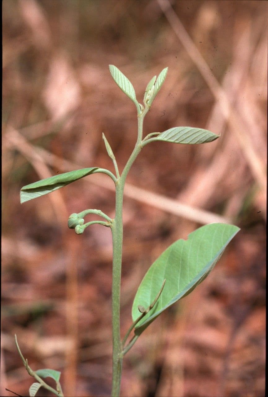 Annona senegalensis