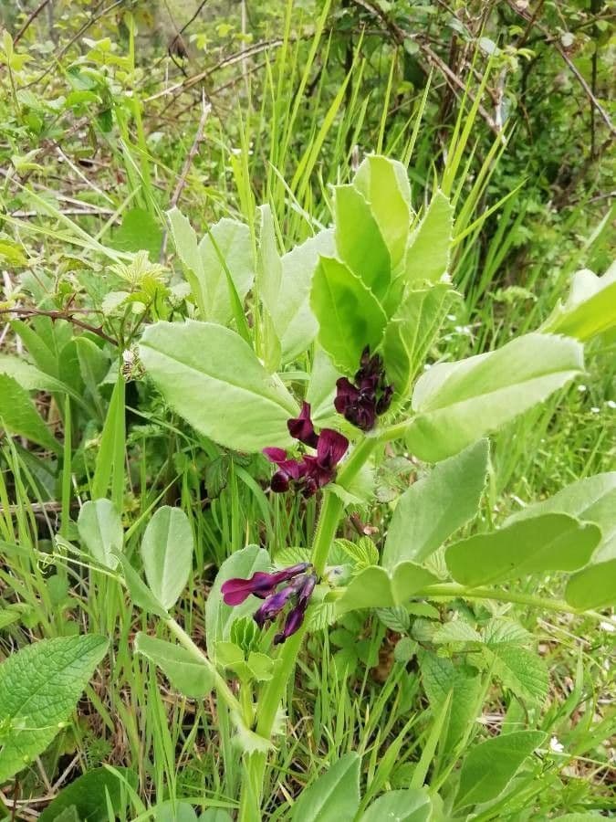 Vicia serratifolia