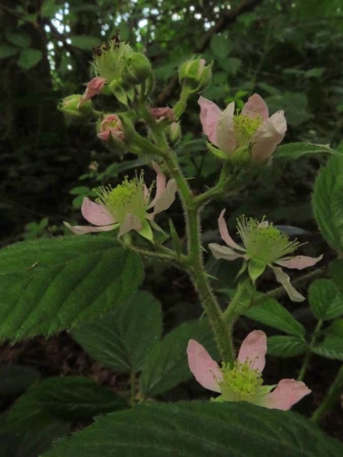 Rubus adscitus