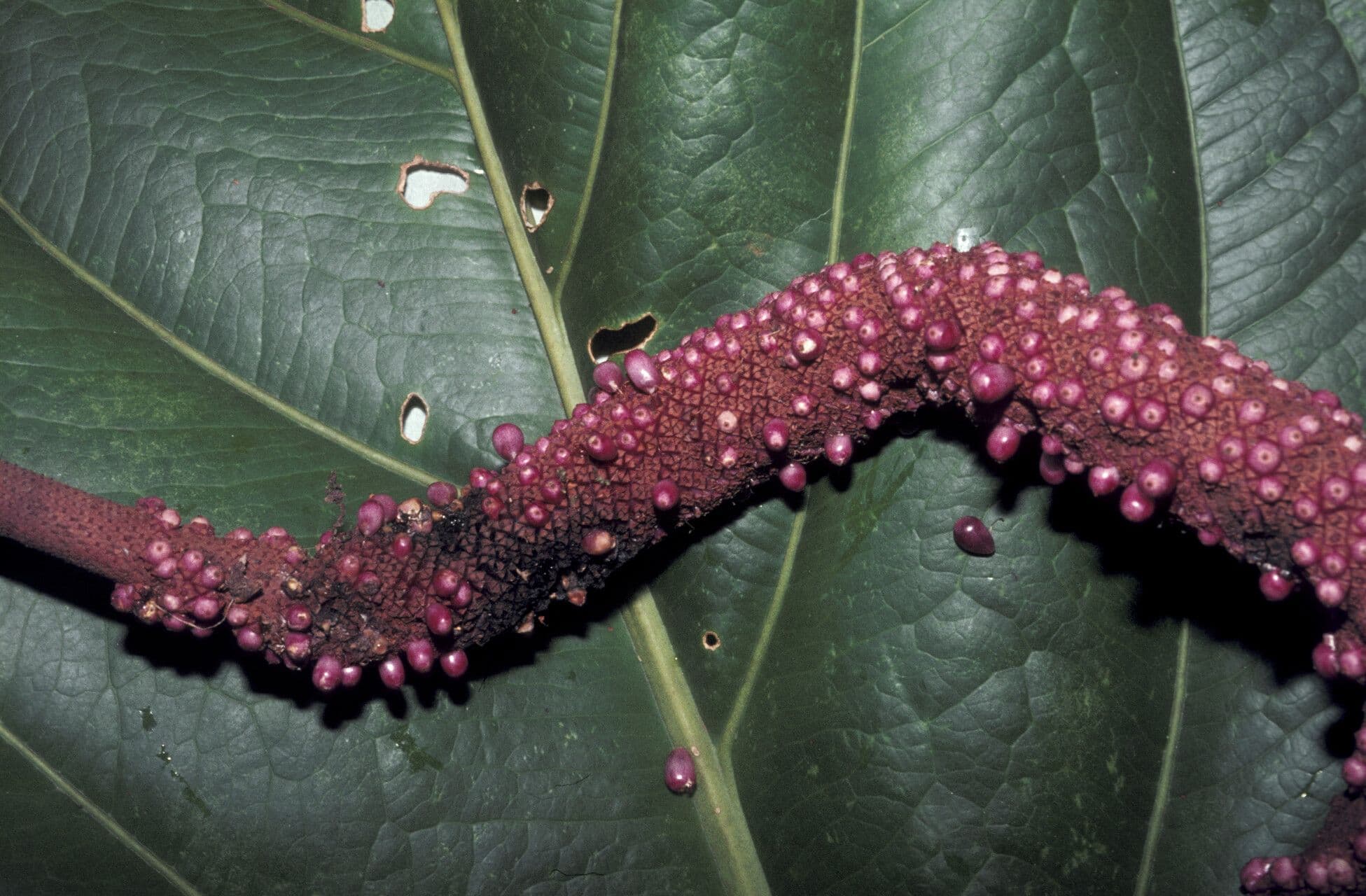 Anthurium jenmanii