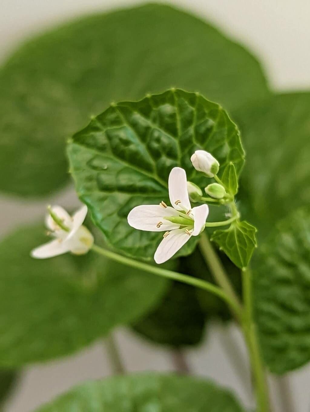 Eutrema japonicum
